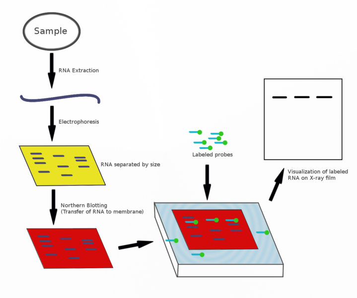 File:Northern blot diagram.png