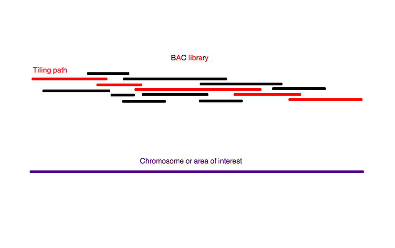 File:Tiling path.png