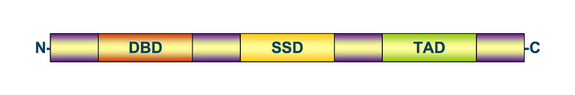 File:Transcription factor schematic 2.png