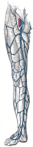 File:Gray581.png