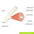 Thumbnail for version as of 12:52, 29 May 2026