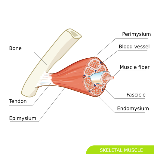File:Skeletal muscle svg hariadhi.svg