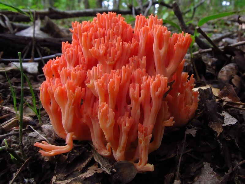File:2011-09-18 Ramaria subbotrytis 179953.jpg