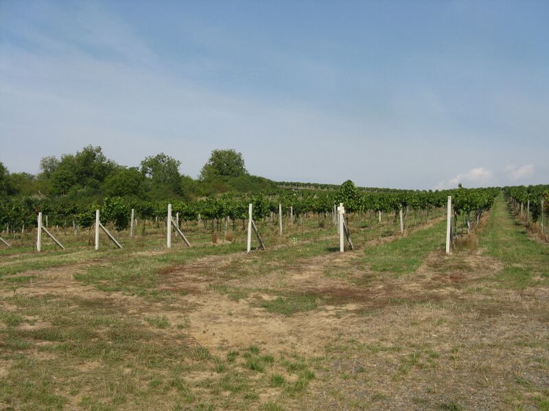 File:Brhlovce IMG 2315.JPG