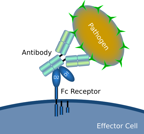 File:Fc receptor schematic.svg