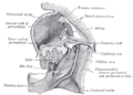 Vitelline veins