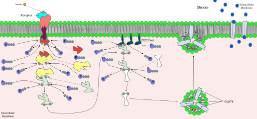 File:Signal Transduction Diagram- Insulin.svg