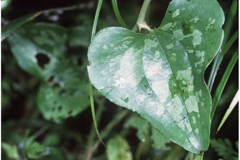 File:Smilax bona-nox.jpg