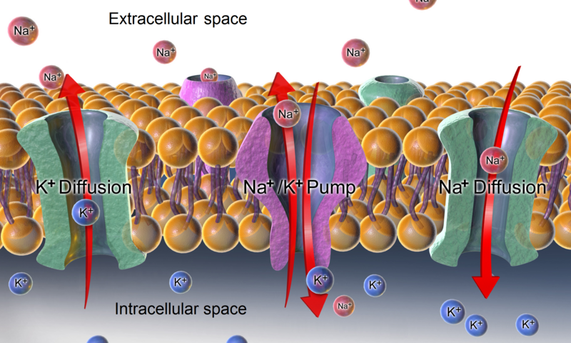 File:Sodium-potassium pump and diffusion.png