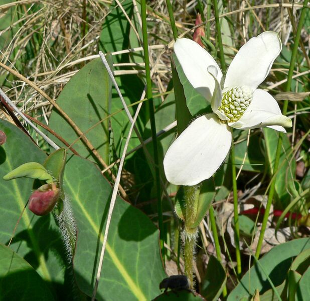 File:Anemopsis californica 1.jpg
