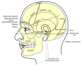 Anatomy of the skull showing nuchal lines