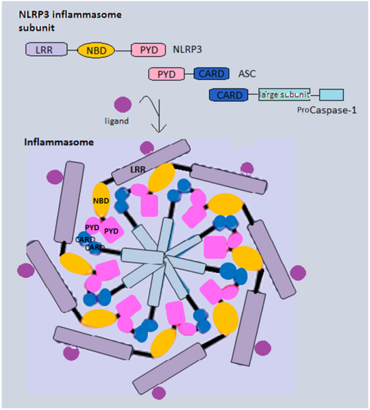 File:Inflammasome final1.png