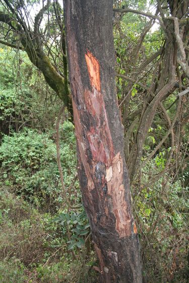File:Prunus africana MS 3588.jpg