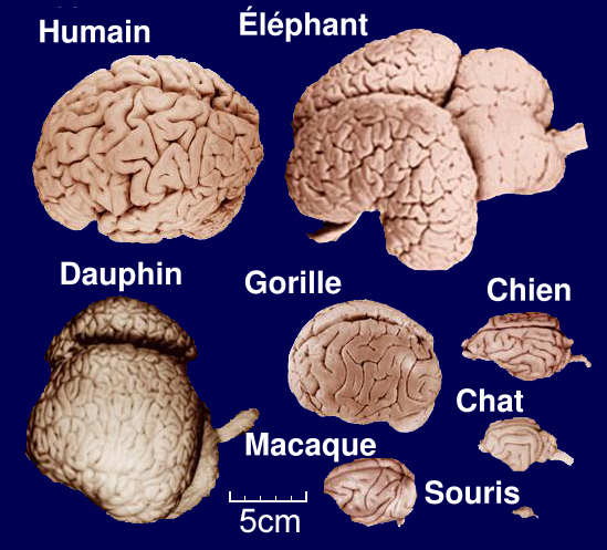 File:Brains-fr.svg