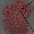 Thumbnail for version as of 19:20, 4 June 2026
