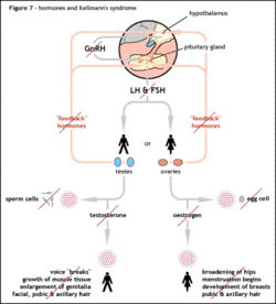 Disruption of the hormonal pathways
