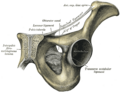 Gray's Anatomy illustration 321