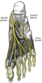 Thumbnail for version as of 17:28, 18 May 2026
