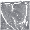 Thumbnail for version as of 17:28, 18 May 2026