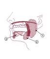 Illustration of head and neck anatomy