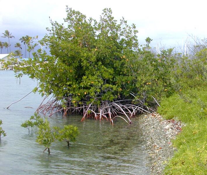 File:Rhizophora yngtree.jpg
