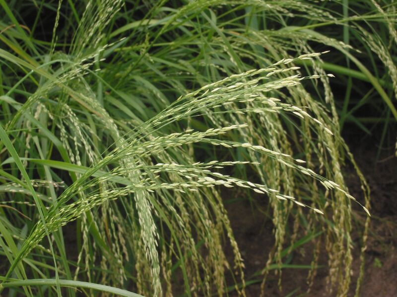 File:Teff pluim Eragrostis tef.jpg