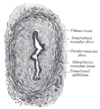Gray's Anatomy illustration of the muscular layer