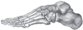 Gray's Anatomy illustration 291