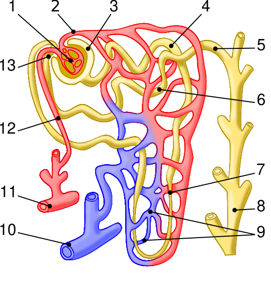 File:Nephron illustration.svg
