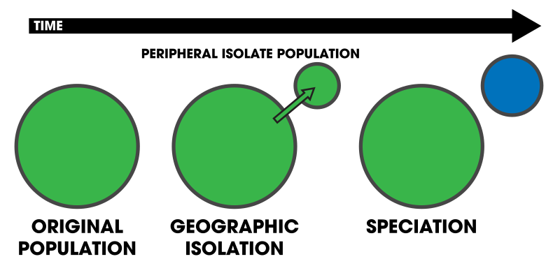 File:Peripatric Speciation Schematic.svg