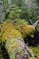 Fallen tree in Berge nature reserve