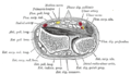 Superficial muscles of the anterior compartment