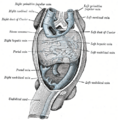 Sinus venosus