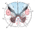 Lateral corticospinal tract