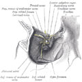 Gray's Anatomy illustration of the eye