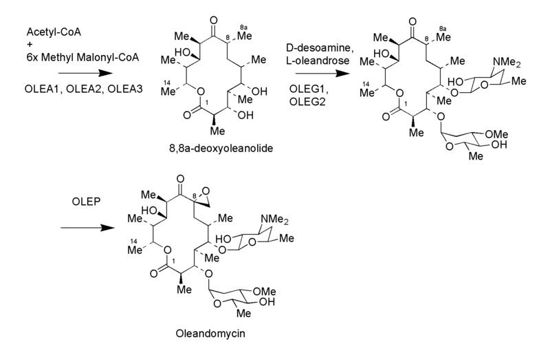 File:Oleandomycin Synthesis 2.png