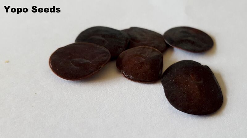 File:Yopo Seeds.jpg