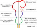 Diagram of the embryonic brain