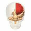 Animation showing the location of the frontal lobe in the brain