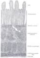 Diagram showing the position of the duodenum in the digestive system.