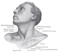 Cricoid cartilage and surrounding structures