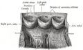 Thumbnail for version as of 17:28, 18 May 2026