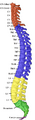 Lateral grey column