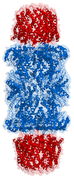 File:Proteaosome 1fnt side.png