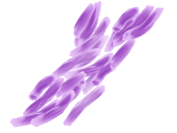 Mycobacterium tuberculosis