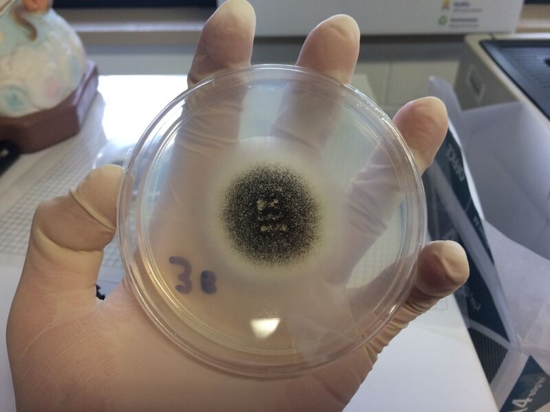 File:Aspergillus niger 2.jpg