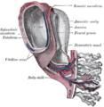Amniotic sac