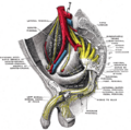 Gray's Anatomy illustration of the presacral space