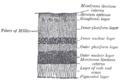 Diagram of the retina