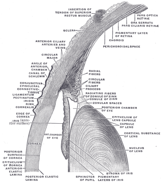 File:Gray883.png